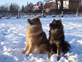 basko (10)